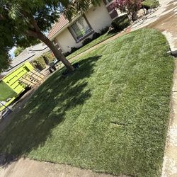 Tall Fescue 