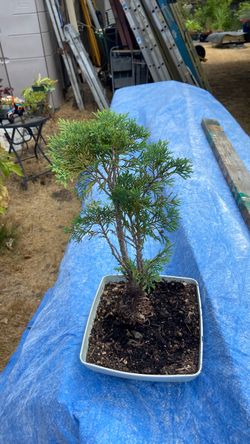 Juniper Bonsai