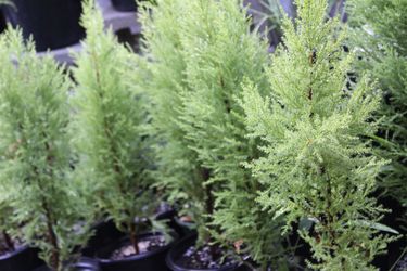 1 Gal Lemon Cypress