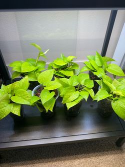 Neon pothos plants