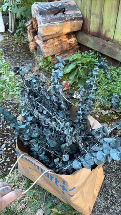 Bulk eucalyptus stems