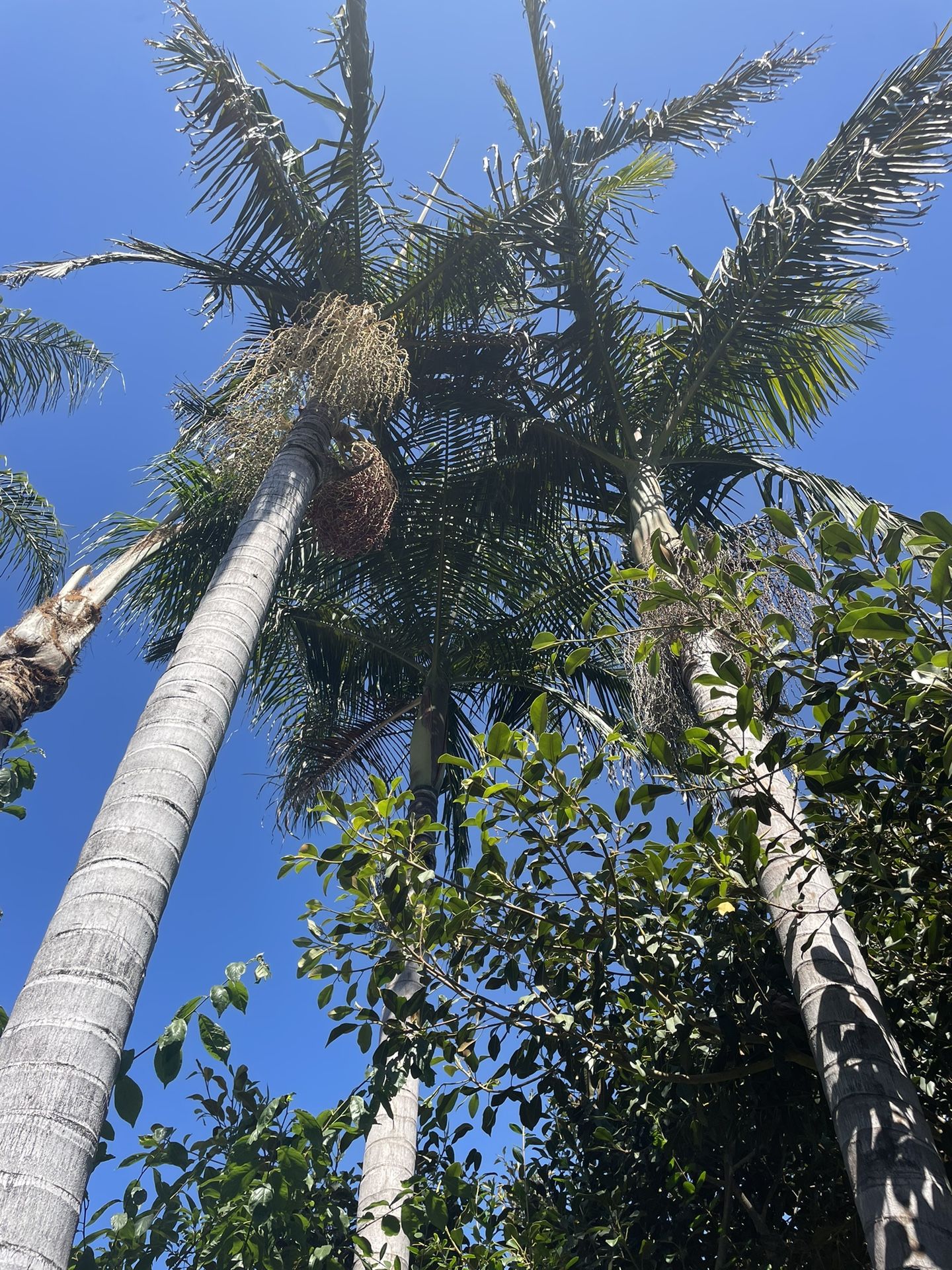 King Palm Tree for Sale in Vista, CA OfferUp