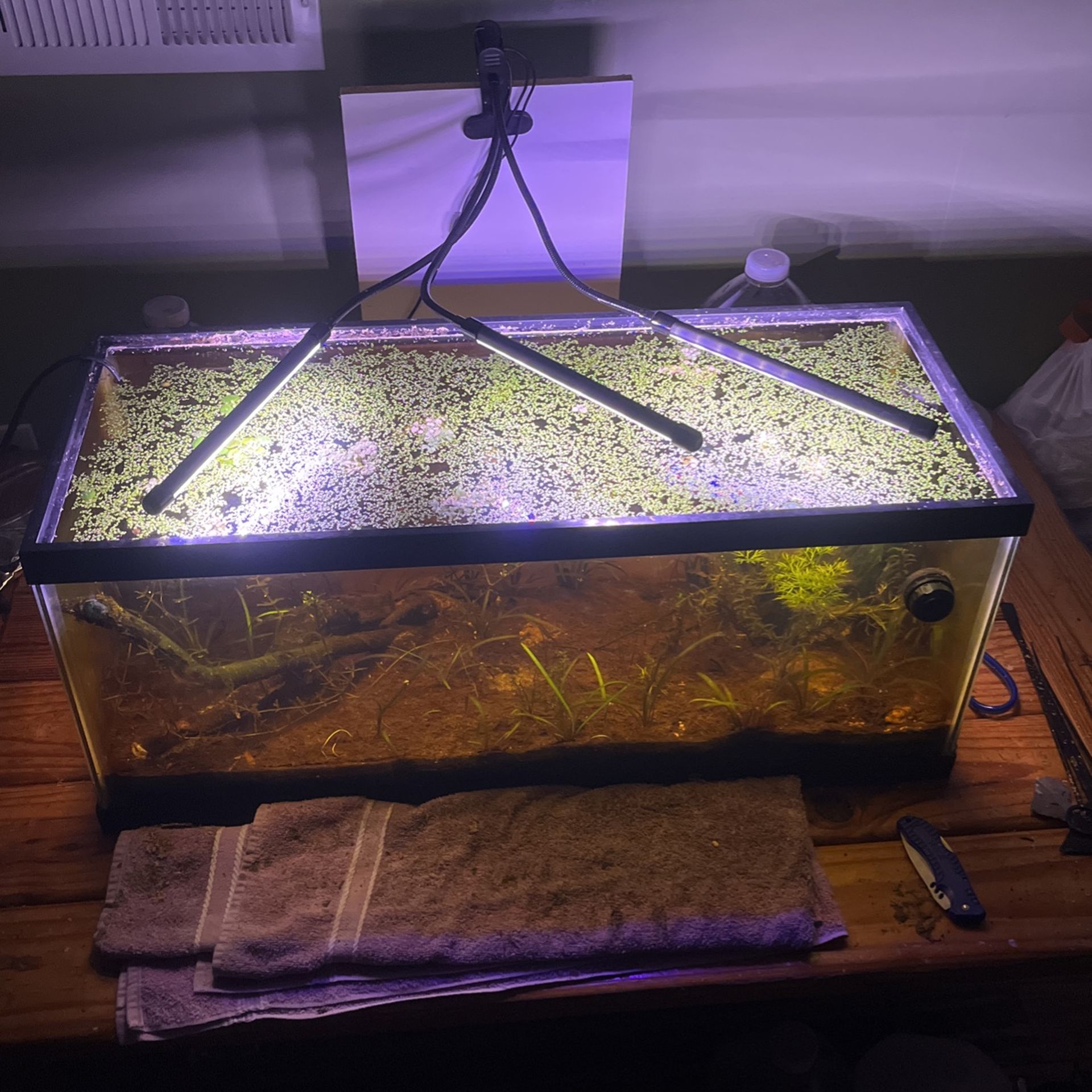 Established Fish/shrimp Tank W/ Plants