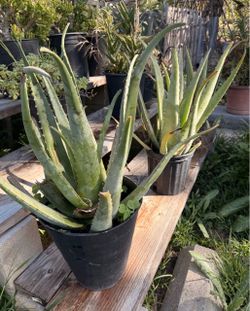 Aloe Vera