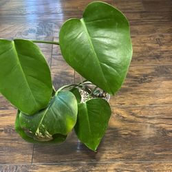 Variegated Monstera Aurea Plant