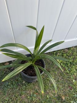 Pandan Leaves Plant 