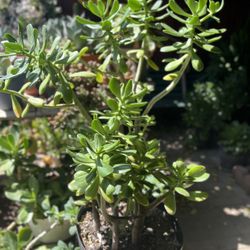 Sedum Dendroideum Succulent /Tree Stonecrop