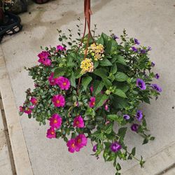 Beautiful And Healthy  HANGING BASKET COMBOS PLANTS ARRIVED. $14 each