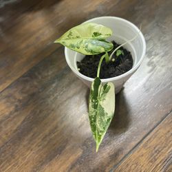 Variegated Frydek Plants ( Pls Read Description Below)