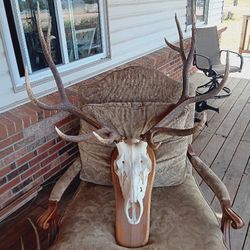 Elk Antlers