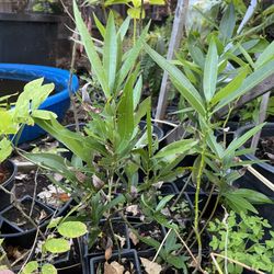 California Bay Leaf Saplings $15