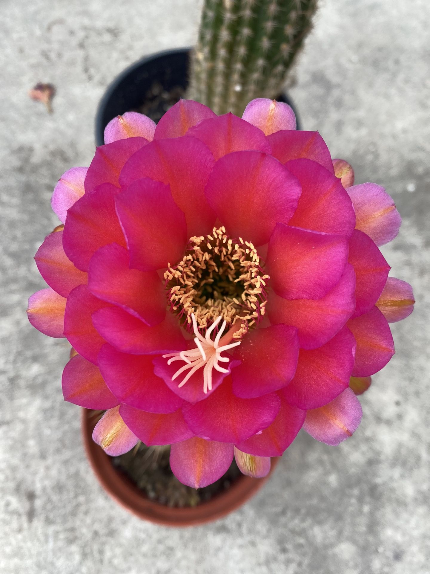 Cactus Blooming Plant, In 6 Inch Pot Pick Up Only