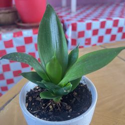 Sanseveria/snake Plant