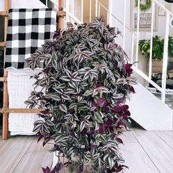 Wandering Jew Purple Tradescantia Zebrina Plants 45 Pack In Starter Pots