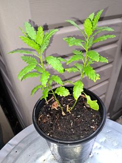 Epazote Plant