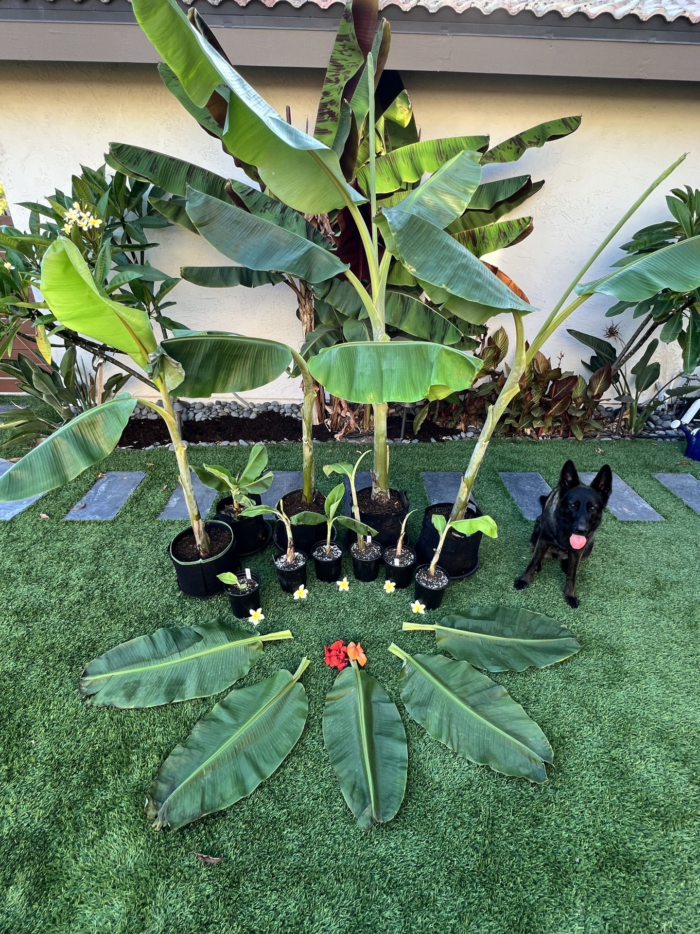 Organic Ice Cream / Blue Java Banana Pups for Sale in San Diego, CA ...