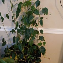 Heart Plant