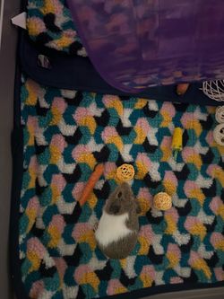 Guinea Pig and enclosure