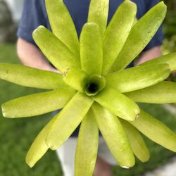 Bromeliad Neoregelia 