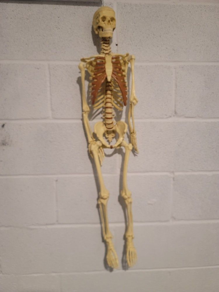 Scientific Skeleton Model