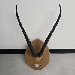 Gazelle Horns