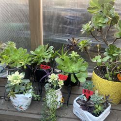 Many Cute Succulents 