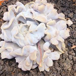 Succulents Plants Echeveria  NOT Crispate Beauty  Pick Up In Upland Or Ship To You