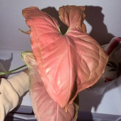 RARE Syngonium Orm Nak (red)