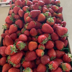Sweet Juicy Organic Strawberries