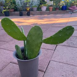Beautiful Large Opuntia Cactus 🌵 Plant Flower Succulent In Pot Home Patio Yard Garden Lawn Design 