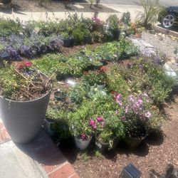 Plant, Flower, Herb, Tree Sale