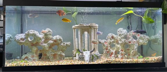 Fish tank with filter and rocks and decor all accessories come with the tank and the stand