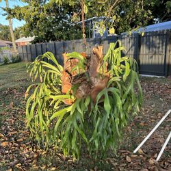 Trees And Plant For Sale