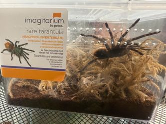 Rare Tarantula