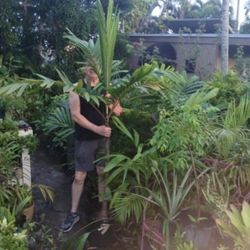 Carpentaria Palm Large Landscape Plant