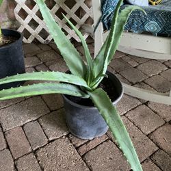 Big Aloe Vera Plant 