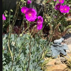 2 Pots Of Cistanthe grandiflora  rock purslane Succulent Rooted Plants