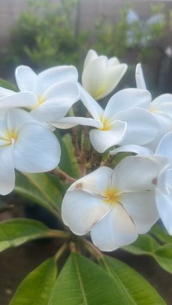 Plumerias flowers