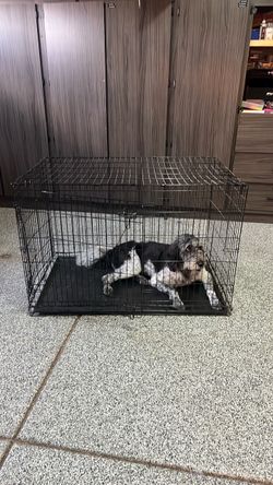 Large dog kennel