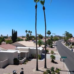 Palm Tree 
