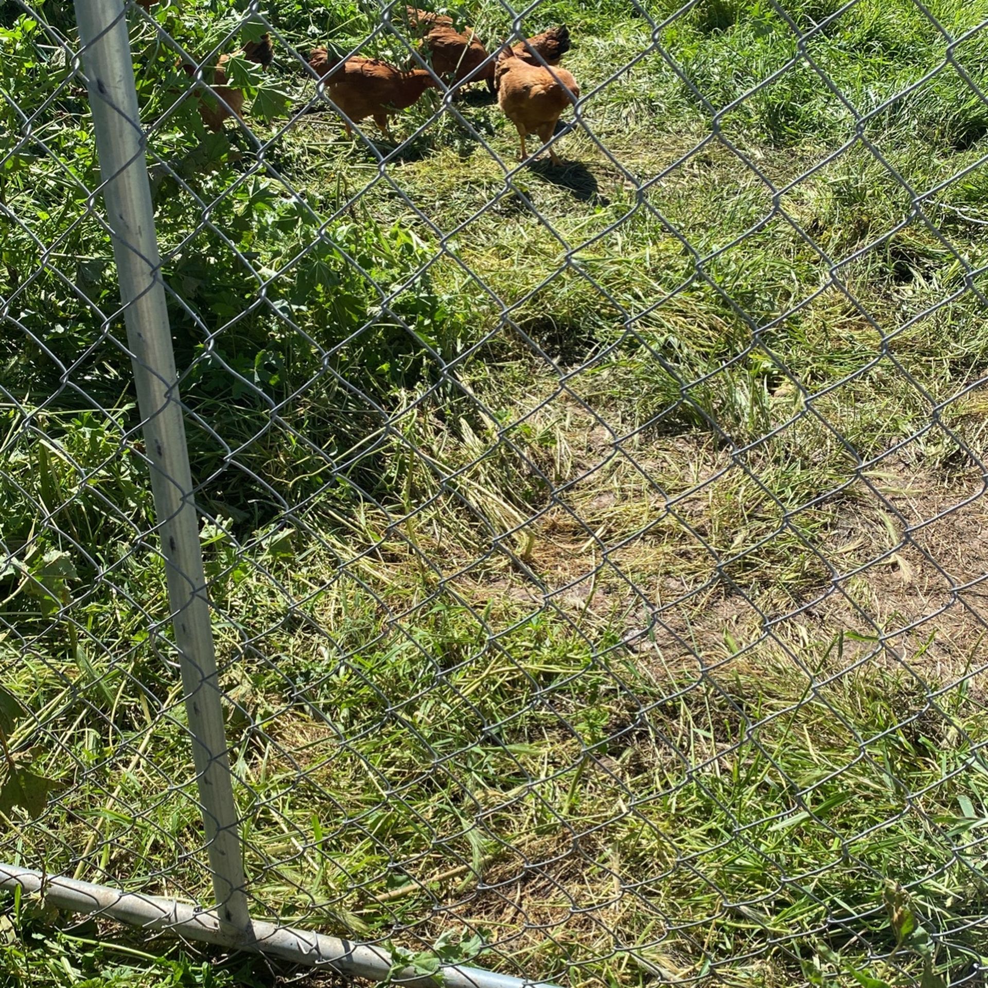Chicken Fence