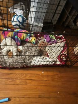 Pet cage
