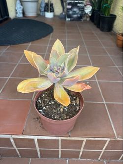 Succulent Plant
