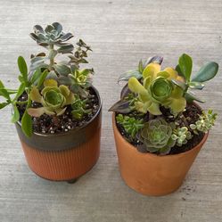 Beautiful Succulents