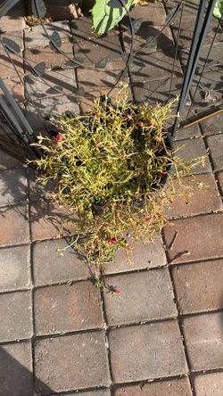 AMOR DE UN RATO ROSITA