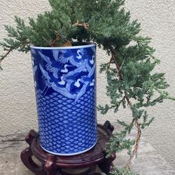 Bonsai Cascade Style Japanese Garden Junipers $55 Each