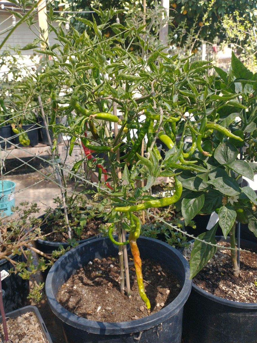Rare Hot Pepper Plants