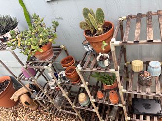 Plant stand for multiple plants