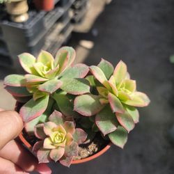 Kiwi Succulent 