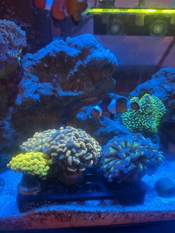 Decoration coral aquarium